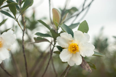 Close-up of fresh yellow flowers blooming outdoors