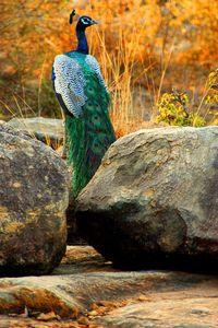 Bird perching on stone wall