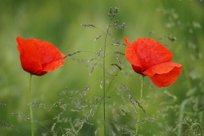 Close-up of red poppy flower