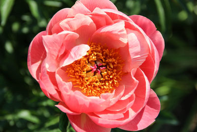 Close-up of pink flower blooming outdoors