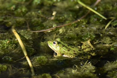 Close-up of frog swimming in pond