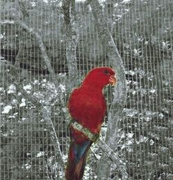 Close-up of bird perching on red