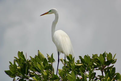 Close-up of white bird perching on tree