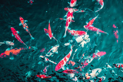 High angle view of koi carps swimming in lake