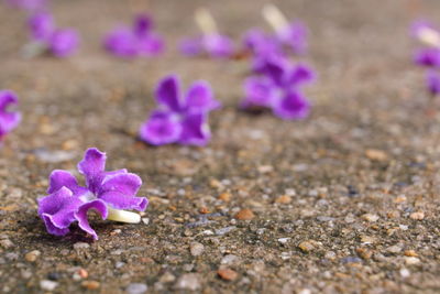 Close-up of purple crocus flowers