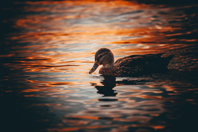 Duck swimming in lake during sunset