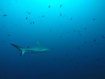 Close-up of fish underwater