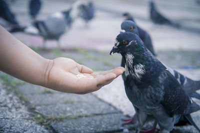 Close-up of hand feeding bird