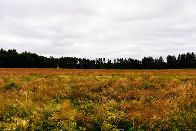 Scenic view of field against sky