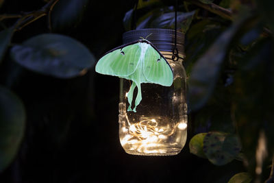 Perched on a glowing mason jar light is a female green luna moth actias luna in portland, maine.