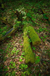 High angle view of moss growing on field