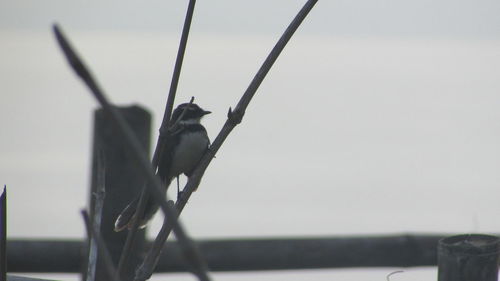 Close-up of bird perching against sky