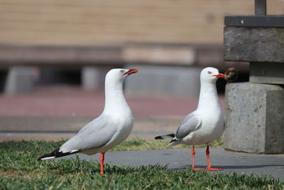 Seagull perching on a land