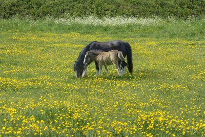 Horse in a field