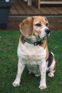 Dog looking away while sitting on land