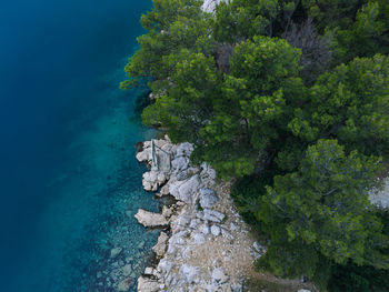 Trees growing on rocks by sea