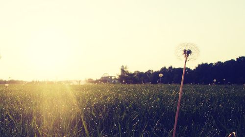 Scenic view of grassy field against clear sky