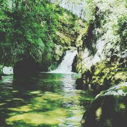 Scenic view of waterfall in forest