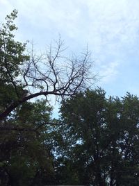 Low angle view of trees against sky