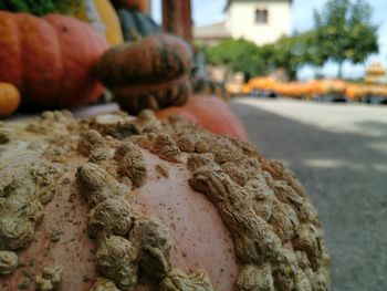 Close-up of pumpkin for sale at street market