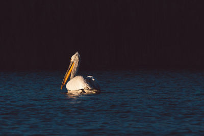 Pelican swimming on a lake at sunset