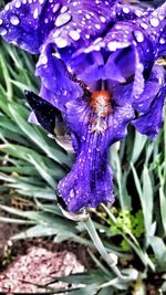 Close-up of butterfly on purple flower