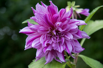 Close-up of pink flower