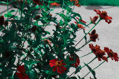 Close-up of red flowering plants