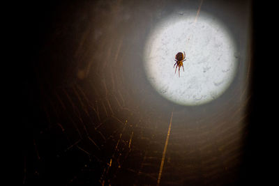 Close-up of spider