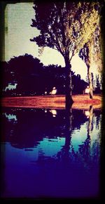 Reflection of bare trees in water