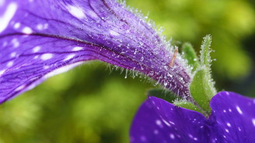 Close-up of purple flowering plant