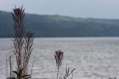 Close-up of plant against lake