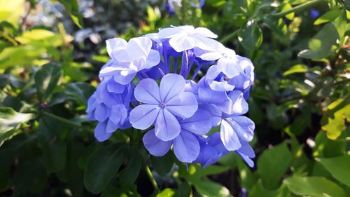 Close-up of purple flowering plant