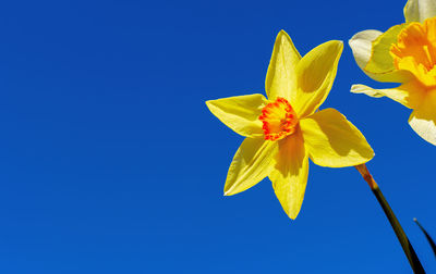 Low angle view of yellow flowering plant against clear blue sky