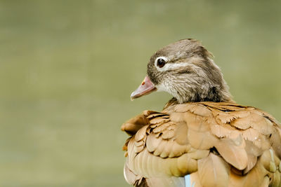 Close-up of bird