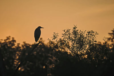 Silhouette bird perching on a tree