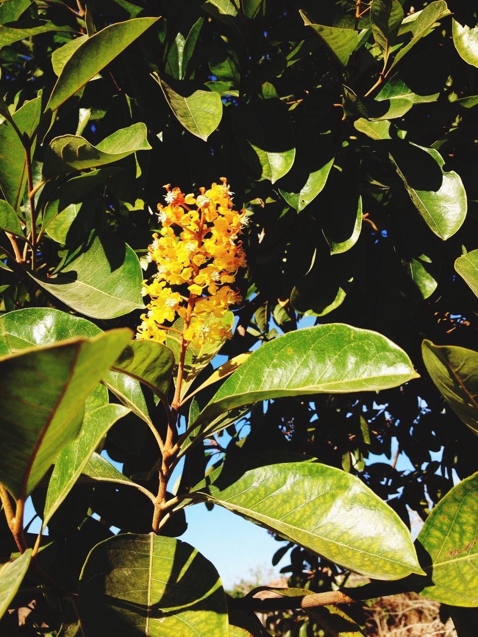 leaf, growth, green color, freshness, nature, plant, leaves, beauty in nature, leaf vein, close-up, sunlight, yellow, outdoors, day, tranquility, no people, green, fragility, growing, season