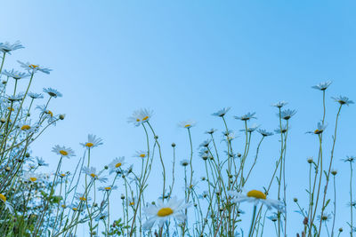 Low angle view of flowering plants on field against clear blue sky