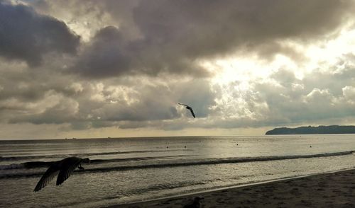 Seagulls flying over beach against sky