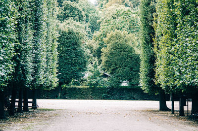 Scenic view of green forest