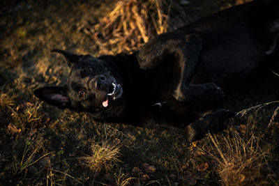 Black dog lying down on land