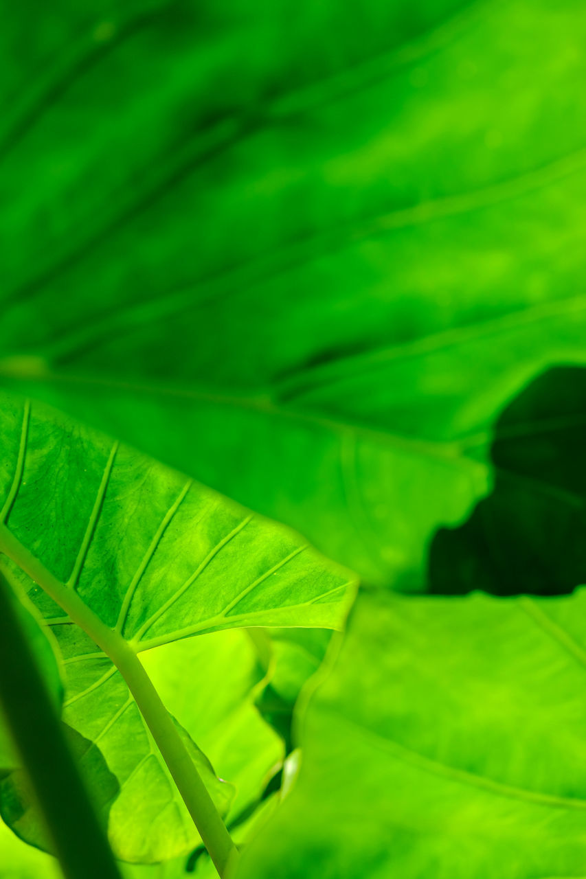 FULL FRAME OF GREEN LEAVES