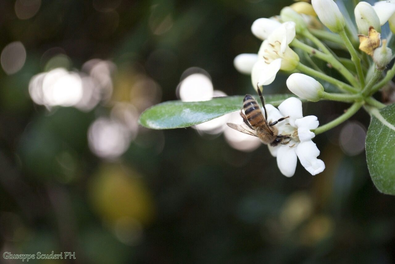 flower, white color, fragility, focus on foreground, freshness, growth, petal, close-up, animals in the wild, animal themes, beauty in nature, one animal, insect, nature, wildlife, flower head, plant, selective focus, blooming, stem