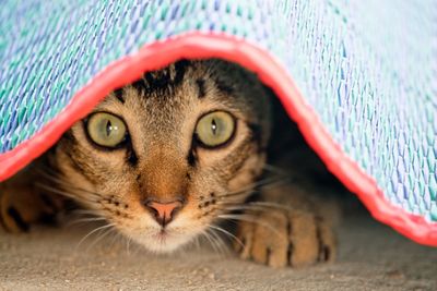 Close-up portrait of a cat