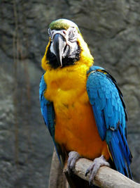 Close-up of a parrot