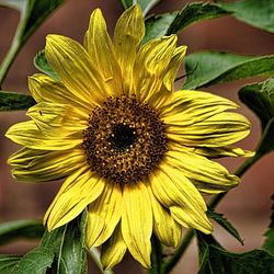 Close-up of sunflower