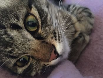 Close-up portrait of a cat