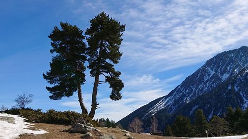 View of trees on mountain against sky