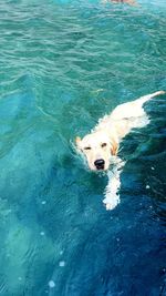 High angle view of dog swimming in pool