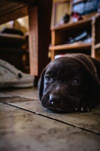 Close-up portrait of dog